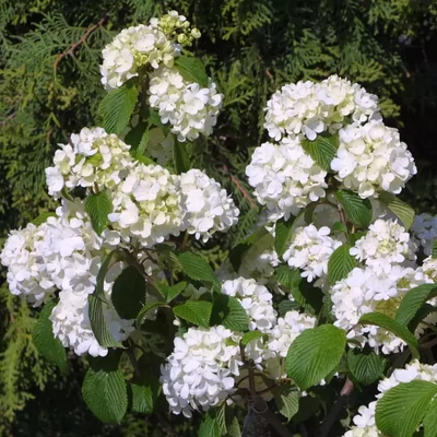 Viburnum plicatum 'Newport' – Redős levelű bangita