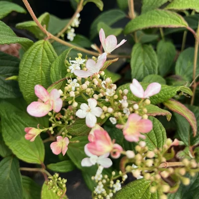 Viburnum plicatum 'Pinkawai' – Redős levelű bangita