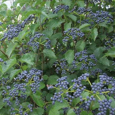 Viburnum dentatum 'Blue Muffin'® – Bangita