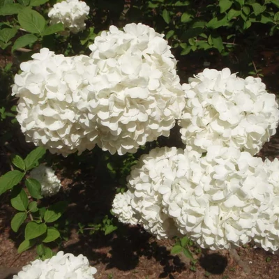 Viburnum macrocephalum – Kínai hógolyó bokor