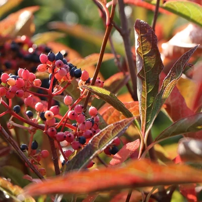 Viburnum nudum 'Brandywine' – Babérlevelű bangita