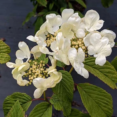 Viburnum plicatum 'Mariesii Greatstar'® – Redős levelű bangita