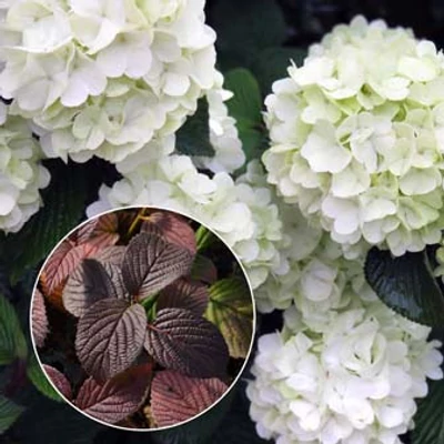 Viburnum plicatum 'Opening Day'® – Redős levelű bangita