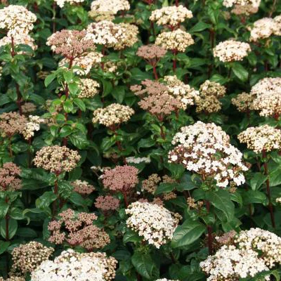 Viburnum tinus 'Lady Bird'® – Téli bangita