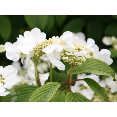 Viburnum plicatum 'Mariesii' - Redős levelű bangita