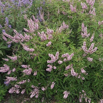 Vitex agnus-castus 'Pink Pinnacle' – Illatos barátcserje