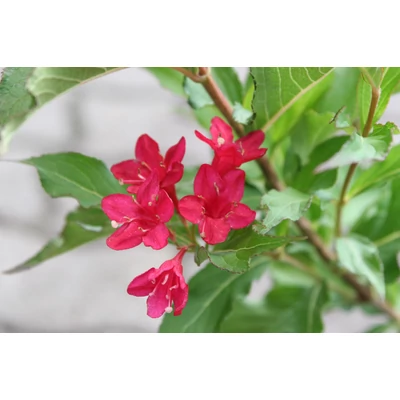 Weigela 'Bristol Ruby' - Piros virágú rózsalonc