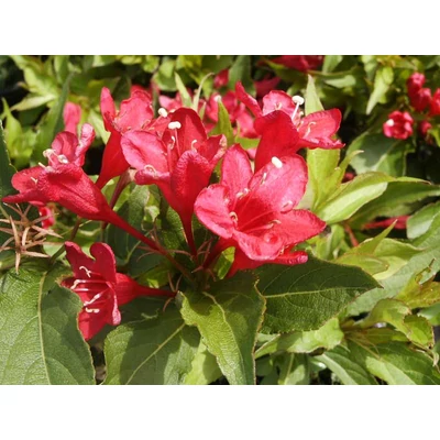 Weigela florida 'Evita' - Rózsalonc