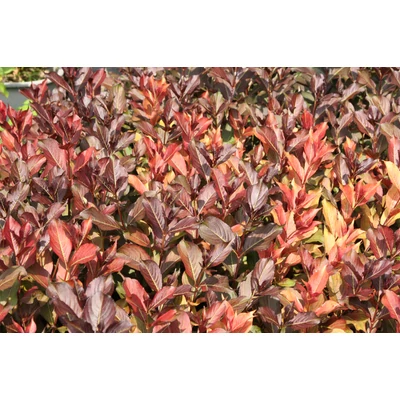 Weigela florida 'Piroska' - Piroska rózsalonc