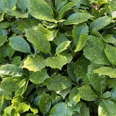 Aucuba japonica 'Pepperspot' ® – Japán babérsom