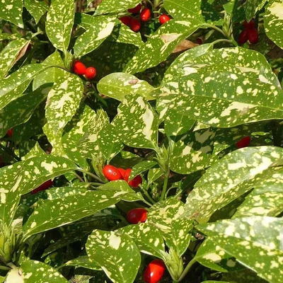 Aucuba japonica 'Crotonifolia' - Babérsom