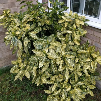 Aucuba japonica 'Golden King' – Babérsom