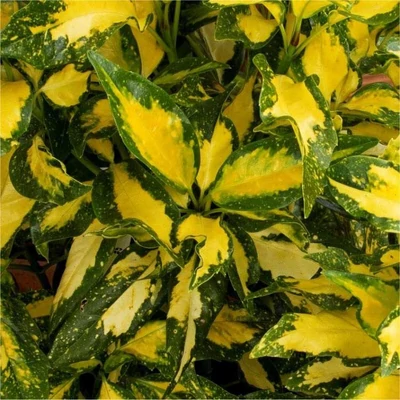 Aucuba japonica 'Picturata' – Babérsom