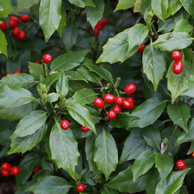 Aucuba japonica 'Rozannie' – Japán babérsom