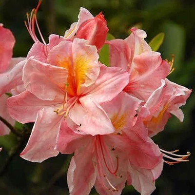 Azalea 'Cecile' – Azálea