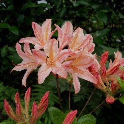 Azalea 'Chanel' – Azálea