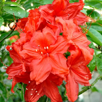 Azalea 'Feuerwerk' – Azálea