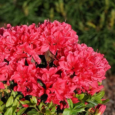 Azalea 'Geisha Red' – Azálea