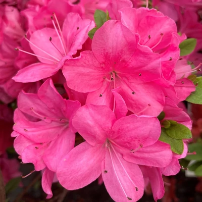 Azalea japonica 'Anne Frank' – Azálea