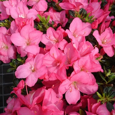 Azalea japonica 'Anouk' – Azálea