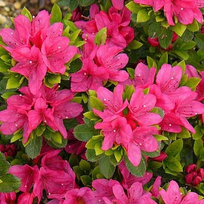 Azalea japonica 'Geisha Pink' – Azálea