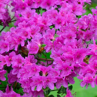 Azalea japonica 'Geisha Purple' – Azálea
