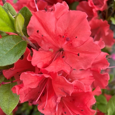 Azalea japonica 'Geisha Orange' – Azálea