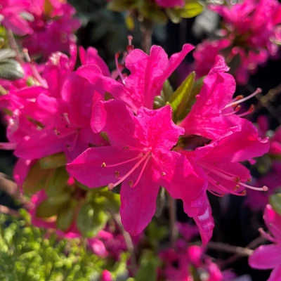 Azalea japonica 'Kermesina' – Azálea