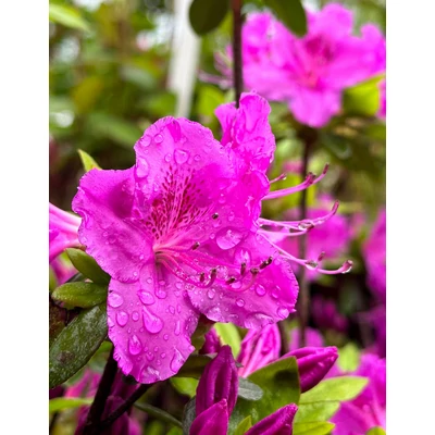 Azalea japonica 'Lilienstein' – Azálea