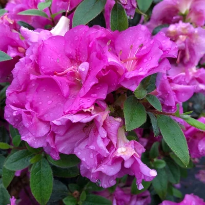 Azalea japonica Perfecto Mundo® 'Double Purple' – Azálea