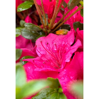 Azalea japonica 'Purpurkissen' – Azálea