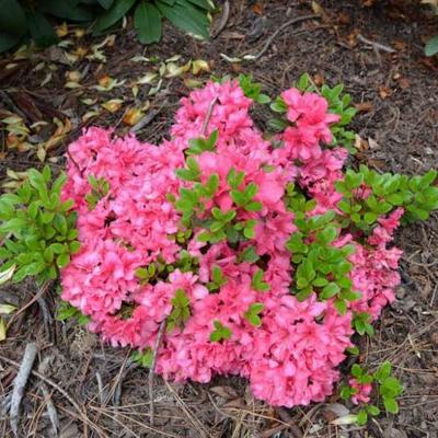 Azalea japonica 'Rokoko' – Azálea