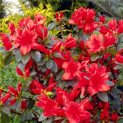Azalea japonica 'Signalglühen' – Azálea