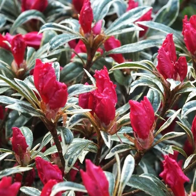 Azalea japonica 'Silver Sword' – Azálea