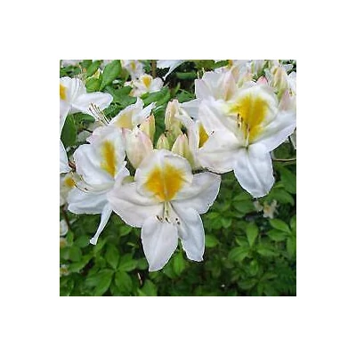 Azalea 'Persil' – Knap Hill Azálea