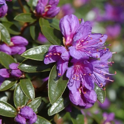 Rhododendron russatum – Rododendron