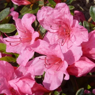 Rhododendron (AJ) 'Mad. van Hecke' – Örökzöld havasszépe