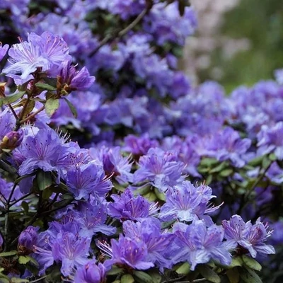 Rhododendron 'Arctic Blue' – Örökzöld havasszépe