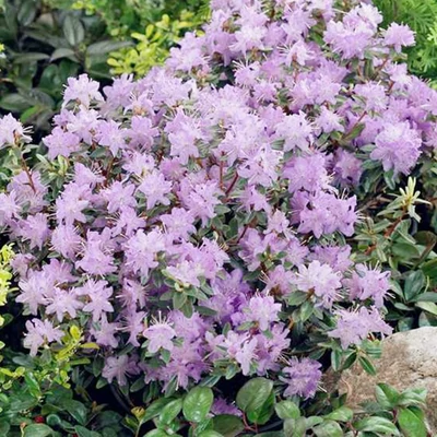 Rhododendron 'Arends Favorit' – Örökzöld havasszépe