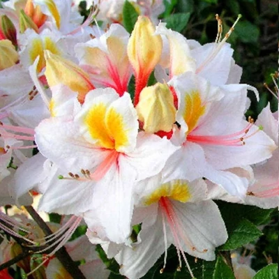 Rhododendron 'Arima' – Örökzöld havasszépe