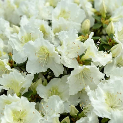 Rhododenron (Azalea japonica) 'Maischnee' – Azálea