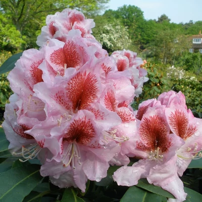 Rhododendron 'Belami' (syn.: 'Hachbela') – Örökzöld havasszépe