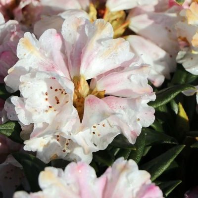 Rhododendron 'Blewbury' – Örökzöld havasszépe