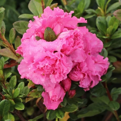 Rhododendron 'Bloom Champion'® – Örökzöld havasszépe