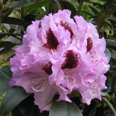 Rhododendron 'Blue Peter' – Azálea