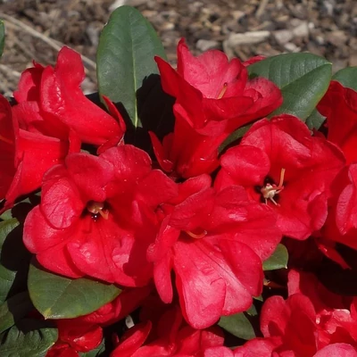 Rhododendron 'Burletta' – Örökzöld havasszépe