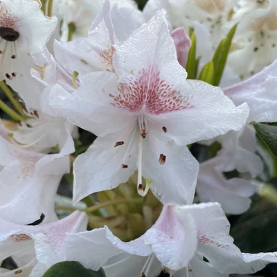 Rhododendron 'Cunningham's White' – Örökzöld havasszépe (fehér)