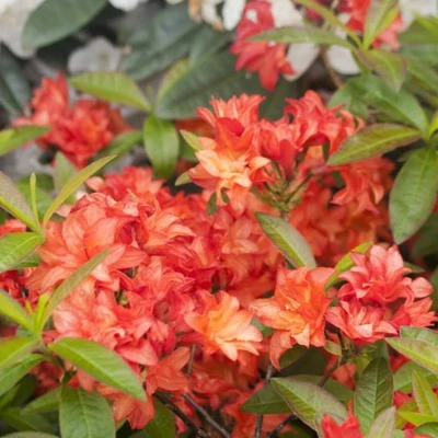 Rhododendron 'Feuerköpfchen' – Örökzöld havasszépe
