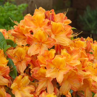 Rhododendron 'Glowing Ambers' – Knap Hill azálea (narancssárga)
