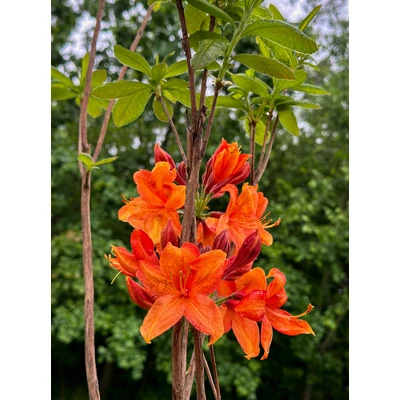 Rhododendron 'Golden Eagle' – Azálea